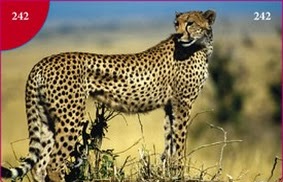 Gepard štíhlý